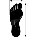 foot size life expectancy