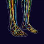 sural nerve symptoms Archives - Silverman Ankle & Foot - Edina ...