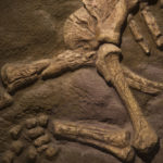 fossil