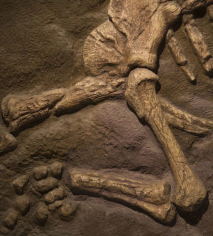 fossil