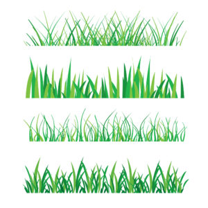 grass turf